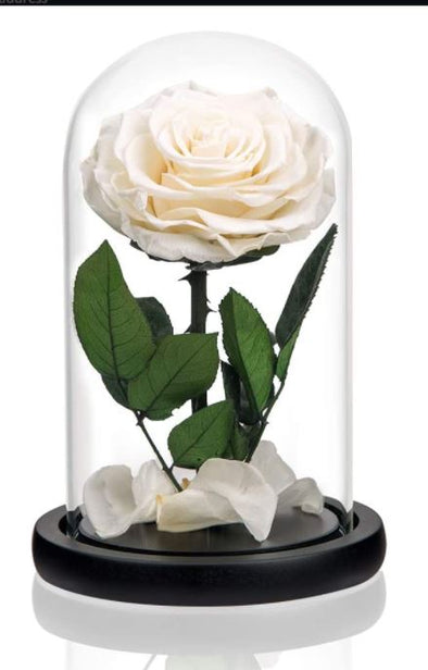 Eternal White Rose Keepsake Dome Small