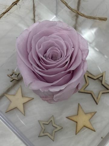 Single purple infinity rose
